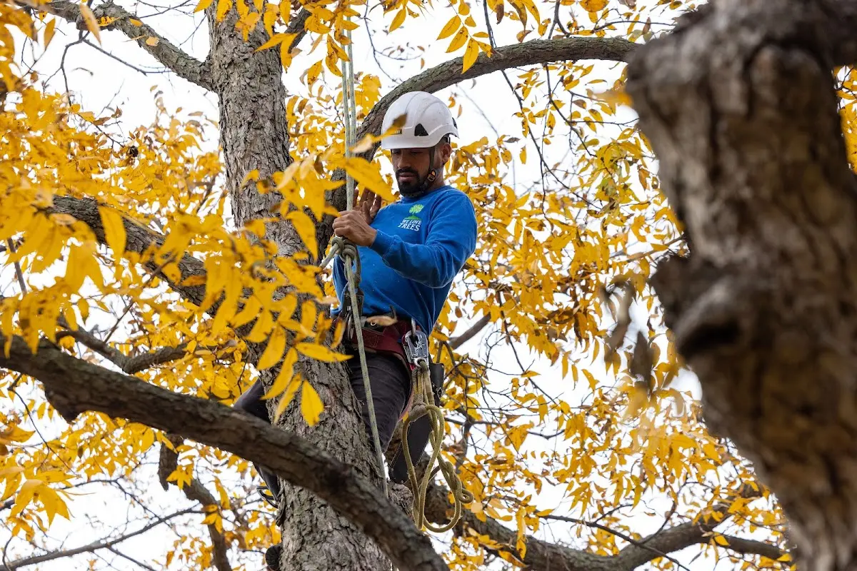 Skilled Tree Pruning crew working in Severy